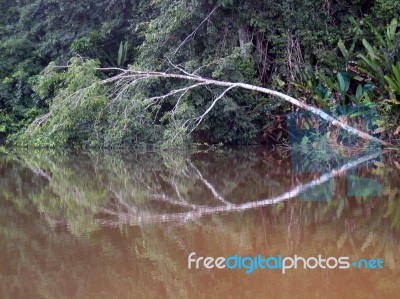 A Tree's Mirror Reflection In A Lagoon Stock Photo