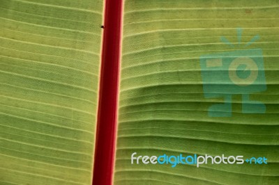 A Very Small Spider On A Large Leaf Stock Photo