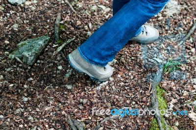 A Walk In The Forest Stock Photo