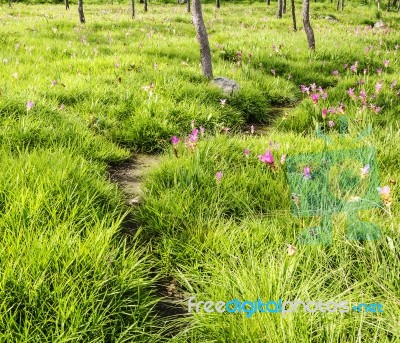 A Walk Way In Siam Tulip Field Stock Photo