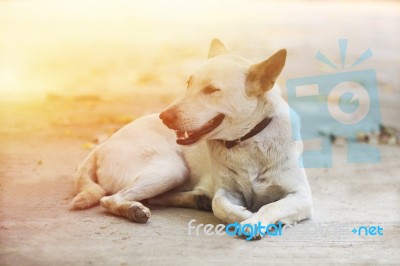 A White Dog Lying On The Park Stock Photo