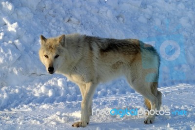 A White Wolf In The Snow Stock Photo