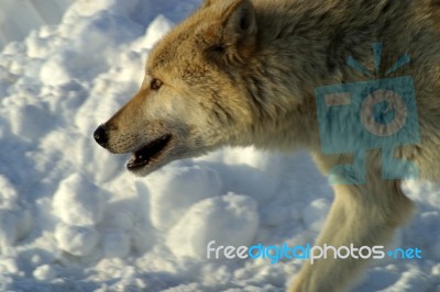 A White Wolf In The Snow Stock Photo