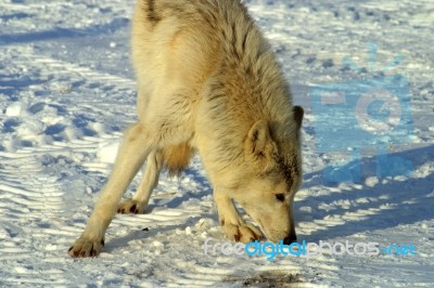 A White Wolf In The Snow Stock Photo