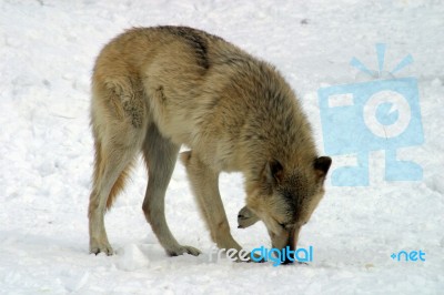 A White Wolf In The Snow Stock Photo