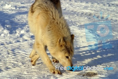 A White Wolf In The Snow Stock Photo