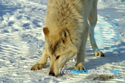 A White Wolf In The Snow Stock Photo