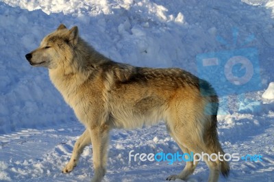 A White Wolf In The Snow Stock Photo