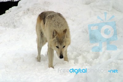 A White Wolf In The Snow Stock Photo