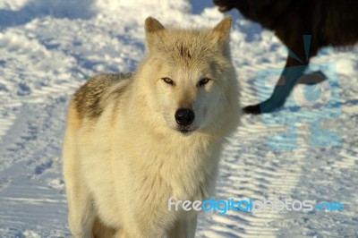 A White Wolf In The Snow Stock Photo