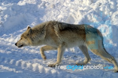 A White Wolf In The Snow Stock Photo