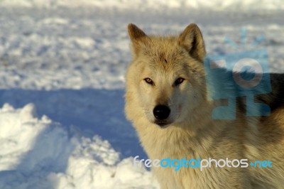 A White Wolf In The Snow Stock Photo