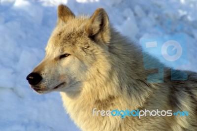 A White Wolf In The Snow Stock Photo