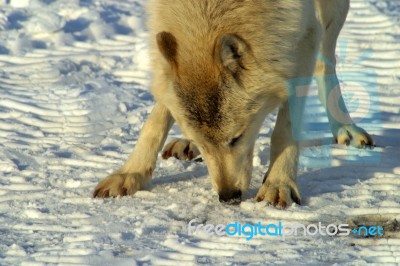 A White Wolf In The Snow Stock Photo