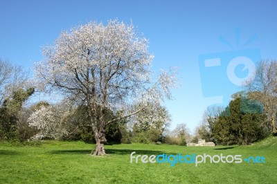 A Wild Cherry Tree (prunus Avium) Stock Photo