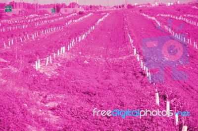 A Young Pink Orchard Stock Photo