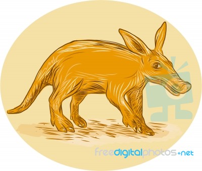 Aardvark African Ant Bear Drawing Stock Image