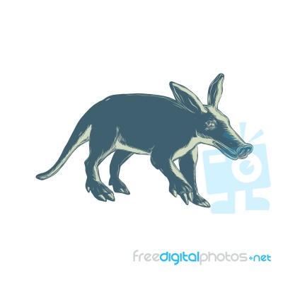 Aardvark Scratchboard Style Stock Image