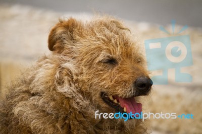 Abandoned Street Dog Stock Photo