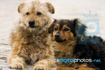 Abandoned Street Dogs Stock Photo