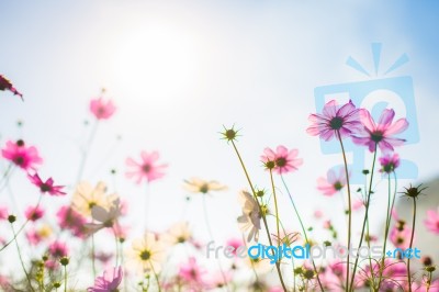 Abatract.sweet Color Cosmos Flowers In Bokeh Texture Soft Blur F… Stock Photo