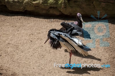 Abdim's Stork At The Bioparc In Fuengirola Stock Photo