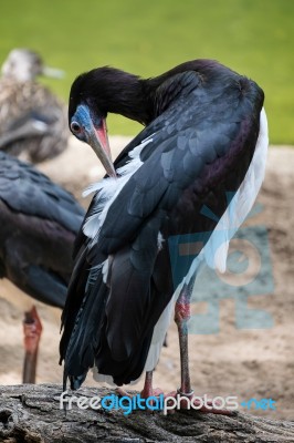 Abdim's Stork At The Bioparc In Fuengirola Stock Photo