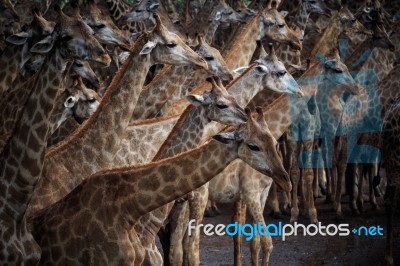 Abstrack Flock Of Giraffe In Wild Stock Photo