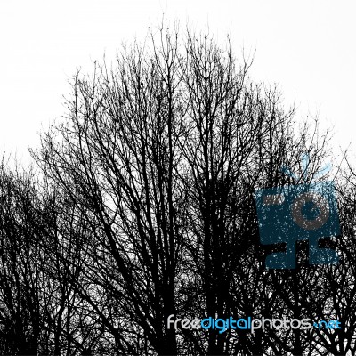 Abstract Ancient Trees Stock Photo