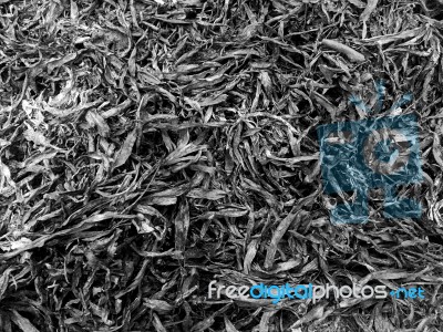 Abstract Background By Cinders From The Grass And Leaves Stock Photo