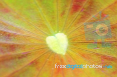 Abstract Blurry Heart Shape On Lotus Leaf Stock Photo