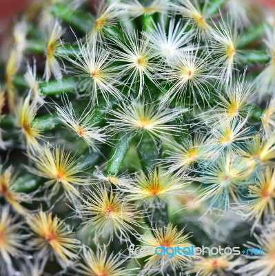 Abstract Cactus Stock Photo