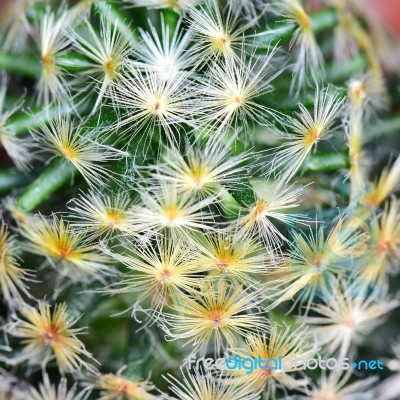 Abstract Cactus Stock Photo