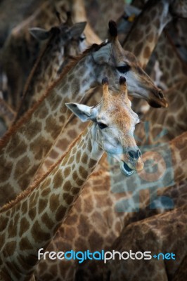 Abstract Flock Of Giraffe In Wild Stock Photo