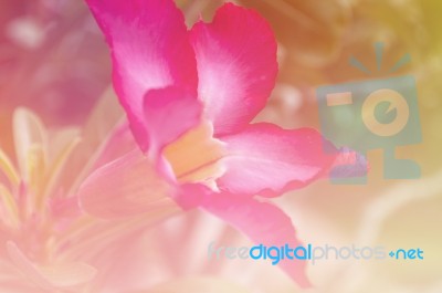 Abstract Flower Background Stock Photo