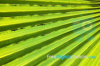 Abstract Green Leaf Stock Photo