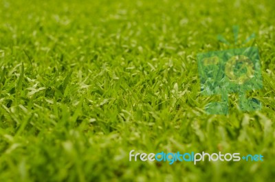 Abstract Natural Backgrounds Grass Stock Photo