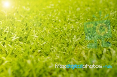 Abstract Natural Backgrounds Grass Stock Photo