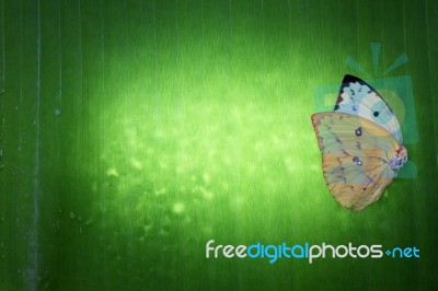 Abstract Of Butterfly Wing On Green Leaf Stock Photo