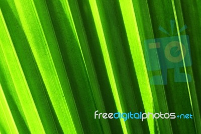 Abstract Of Palm Leaf Stock Photo