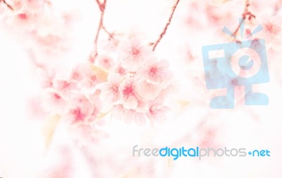 Abstract Soft And Blurred Cosmos Or Cherry Blossom On Sand Stone… Stock Photo