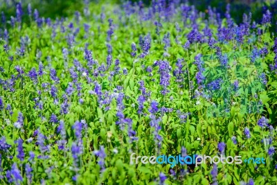 Abstract Violet Flowers On Field At Rajapruk Park Stock Photo