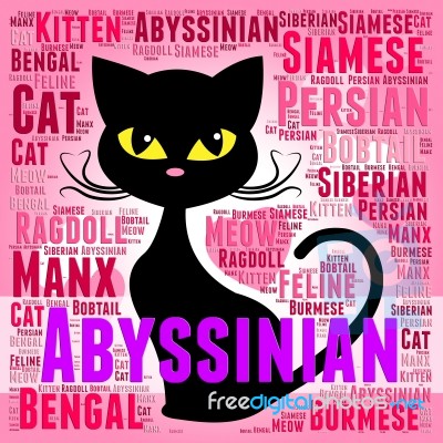 Abyssinian Cat Represents Shorthaired Kitty And Tabby Stock Image