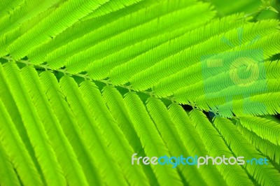 Acacia Leaves Stock Photo