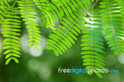 Acacia Leaves Stock Photo