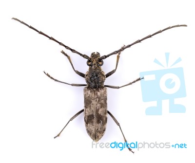 Acanthocinus Aedilis Isolated On White Background Stock Photo