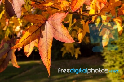 Acer Palmatum Leaves Stock Photo