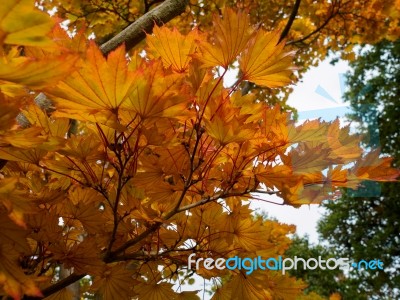 Acer Shirasawanum Cv Aureum In Autumn Colours Stock Photo