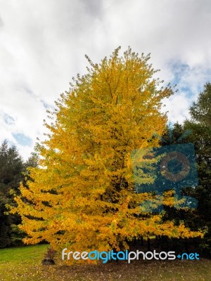 Acer Soccharinum Tree In Autumn Stock Photo