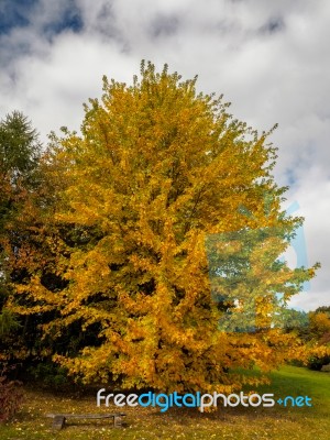 Acer Soccharinum Tree In Autumn Stock Photo